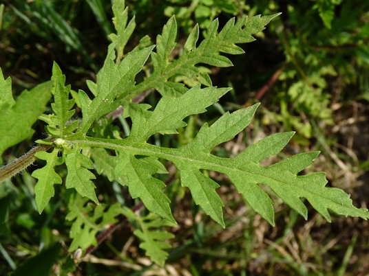 {Ambrosia artemisiifolia}